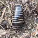 Glomeris marginata (Pill Millipede).jpg